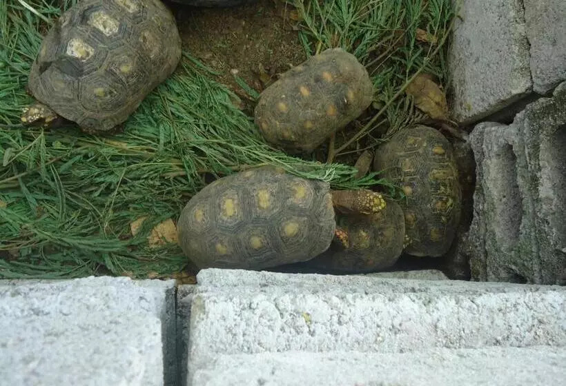 ユースホステル Posada Sunshine Paradise