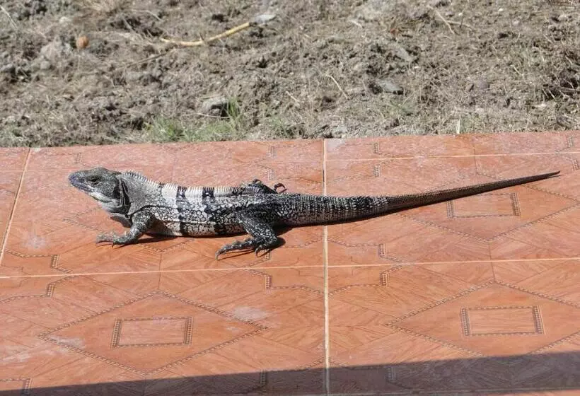 ユースホステル Posada Sunshine Paradise