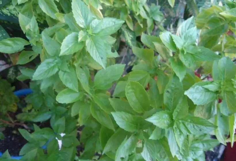 ユースホステル Posada Sunshine Paradise