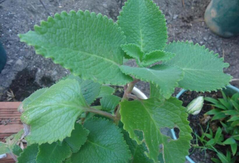 هاستل Posada Sunshine Paradise