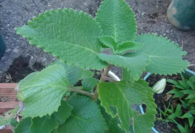 ユースホステル Posada Sunshine Paradise