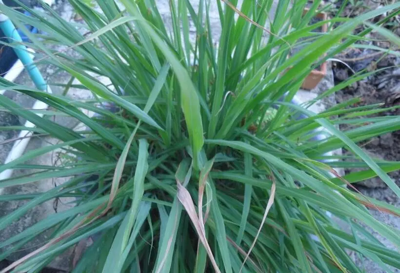 ユースホステル Posada Sunshine Paradise