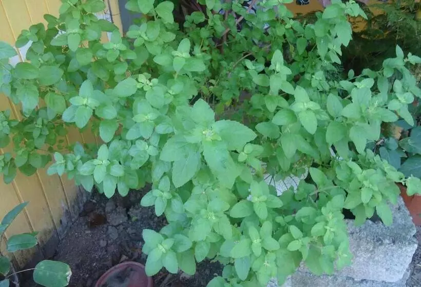 ユースホステル Posada Sunshine Paradise