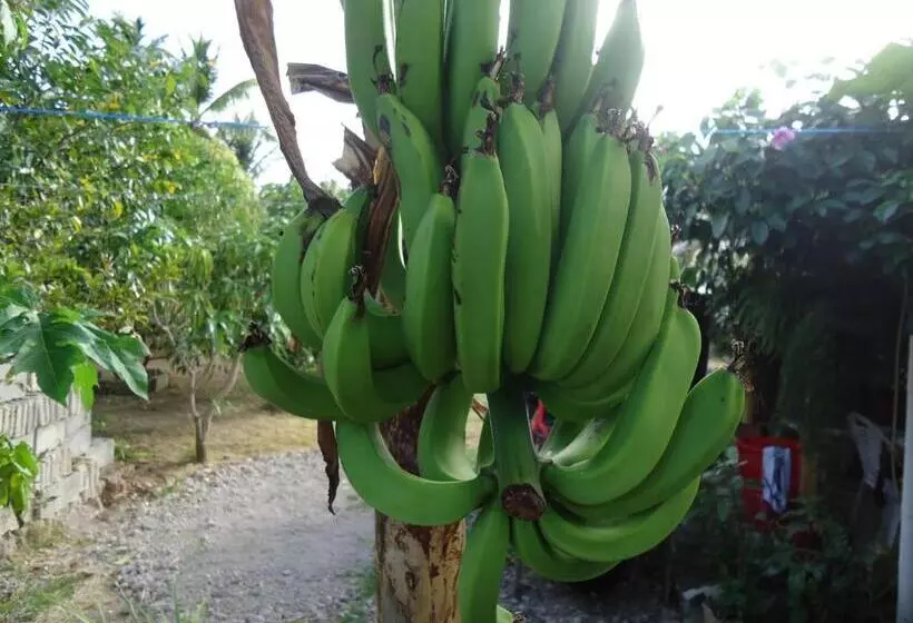 ユースホステル Posada Sunshine Paradise