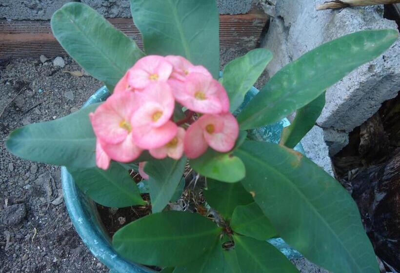 هاستل Posada Sunshine Paradise