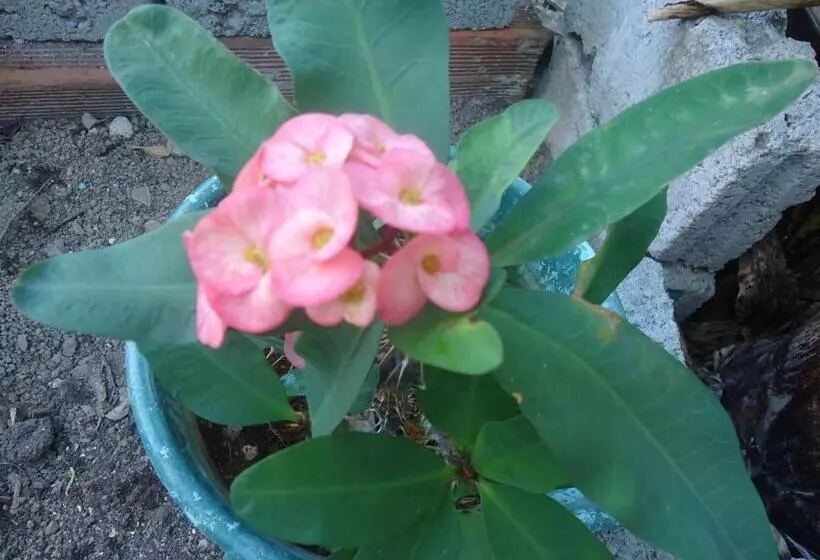 ユースホステル Posada Sunshine Paradise