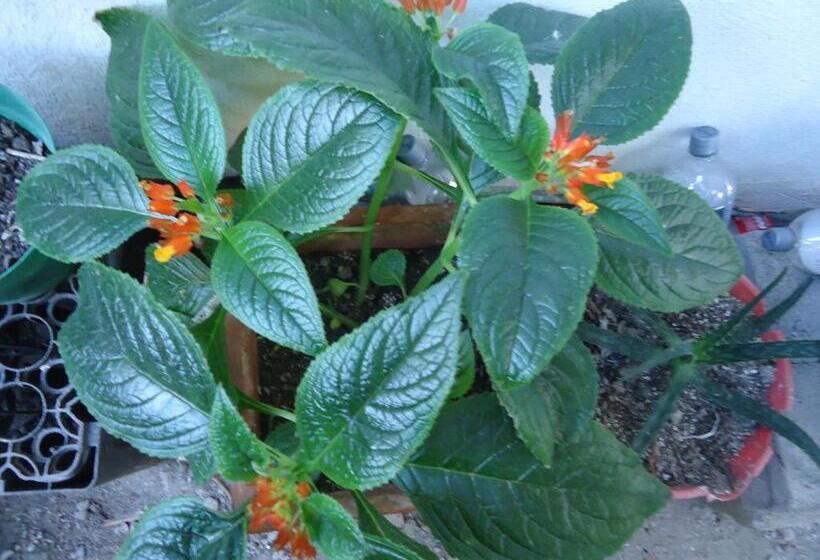 هاستل Posada Sunshine Paradise