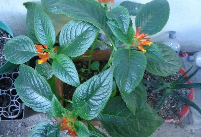 ユースホステル Posada Sunshine Paradise