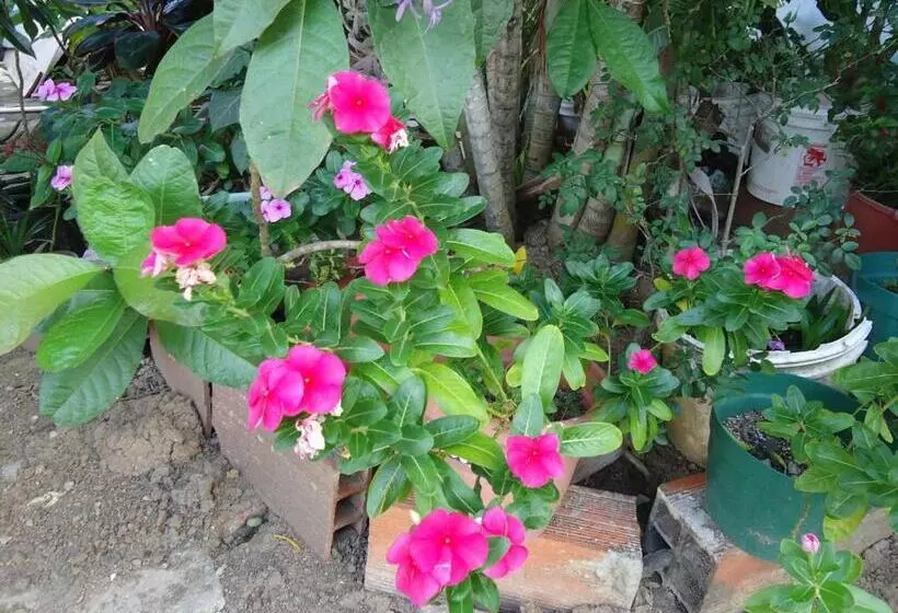 ユースホステル Posada Sunshine Paradise