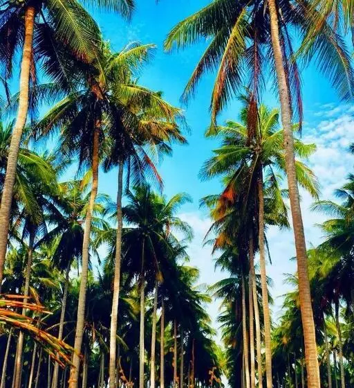 تختخواب و صبحانه Balai Esperanza