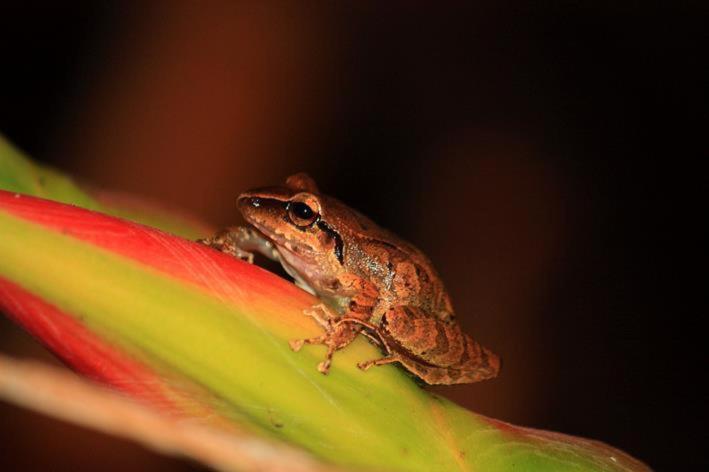 Hotel Hostería Mindo Samay Juku