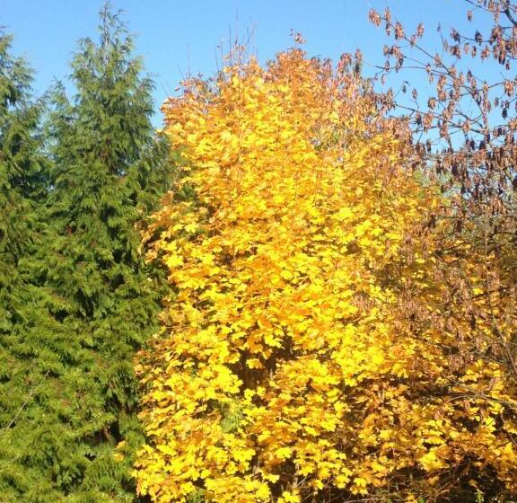 Panzió Pokoje Relax