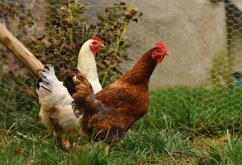 ベッドアンドブレックファースト ô Gré Des Sens