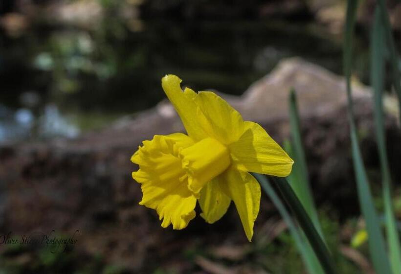 住宿加早餐 Tomah Retreat Studio Breathe With Fireplace