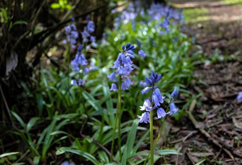 住宿加早餐 Tomah Retreat Studio Breathe With Fireplace