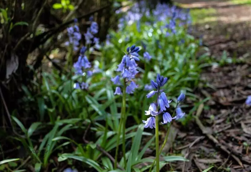 Aamiaismajoitus (B&B) Tomah Retreat   Studio Breathe With Fireplace