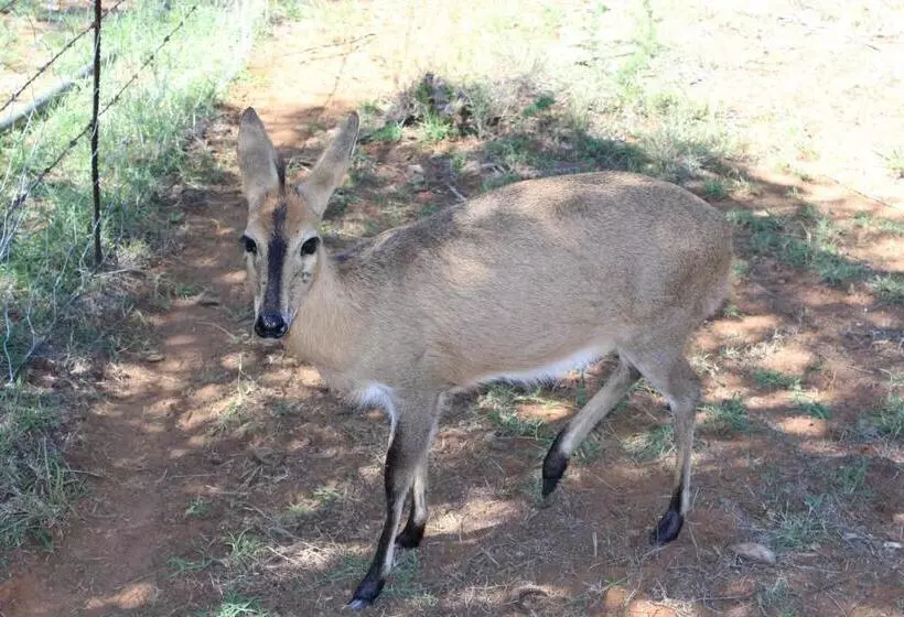 Kameel Rust And Vrede B & B And Camping