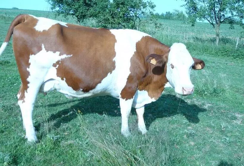 ペンション Domaine Des Charmilles