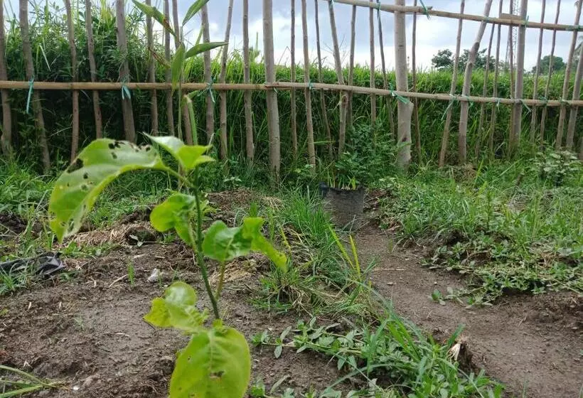 ペンション Rinjani Terrace Cottage