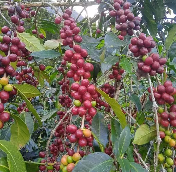 ユースホステル Lia B&b Lucmabamba