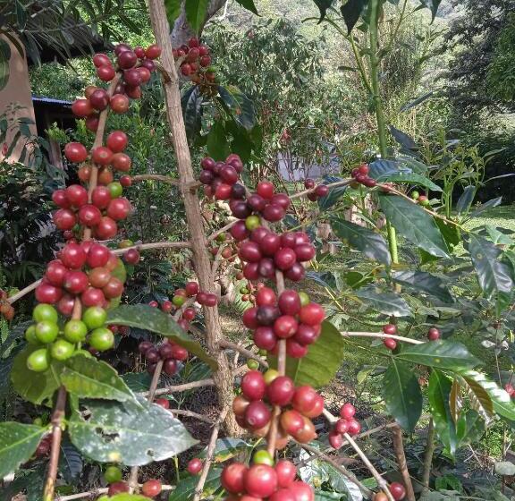 ユースホステル Lia B&b Lucmabamba