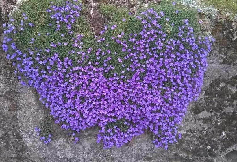 Bed and Breakfast Casa Torre