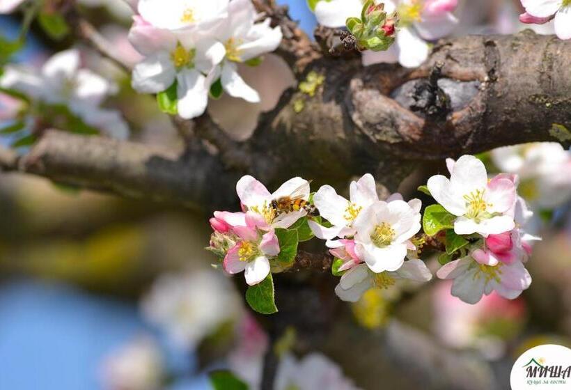 펜션 Guest House Misha