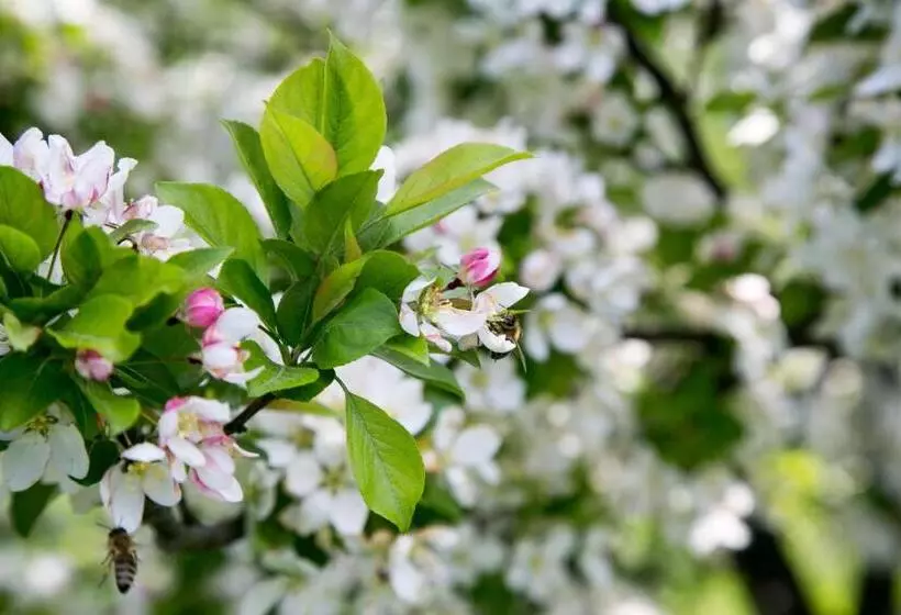 ペンション Gurudeva Bhavan