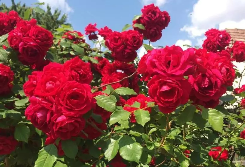 ペンション Gurudeva Bhavan