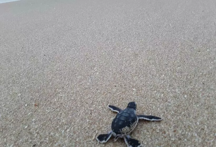 ベッドアンドブレックファースト Green Turtle