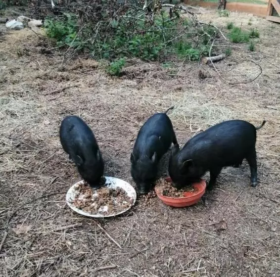 Aamiaismajoitus (B&B) Les Roches Restaurant & Chambre D Hotes