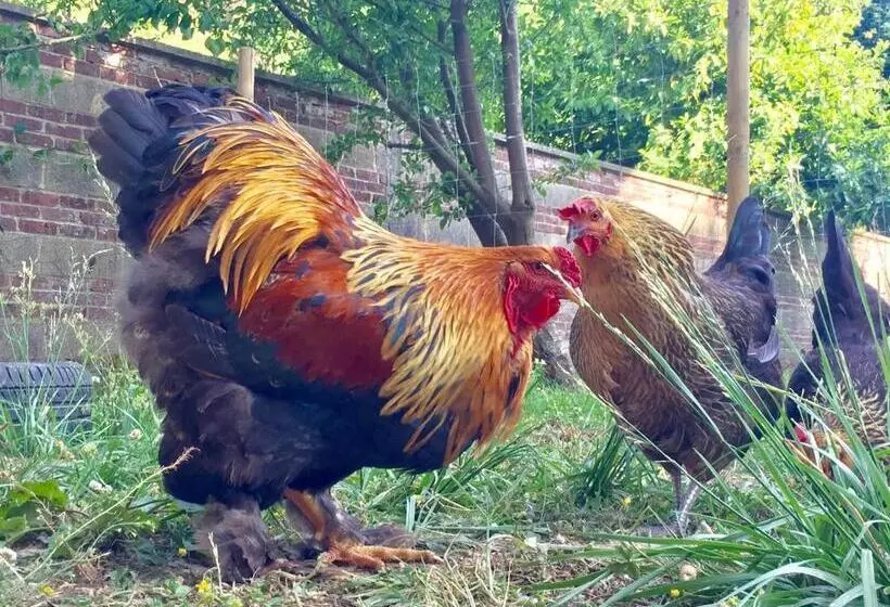 Aamiaismajoitus (B&B) Chambres D Hotes Nuits Campagnardes