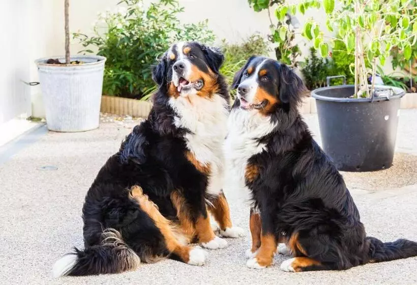 Aamiaismajoitus (B&B) Chambres D Hotes Nuits Campagnardes