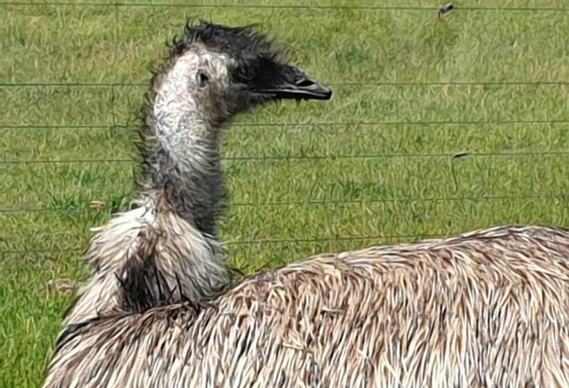 בית מלון כפרי Emu Lodge Country Retreat