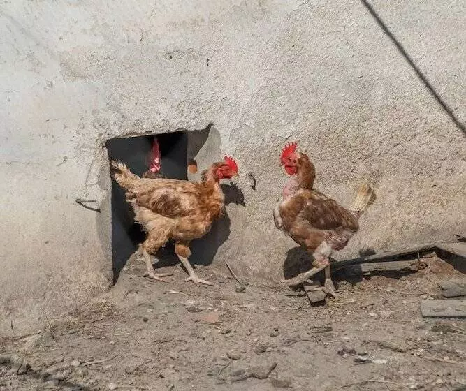 ペンション Eighteen21 Houses   Casa Dos Condes