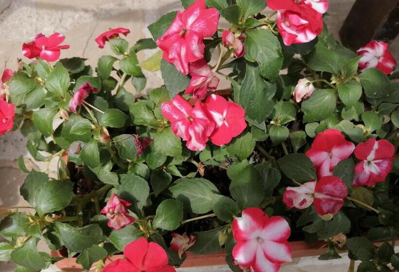 بنسيون къща цвети 1 трявна