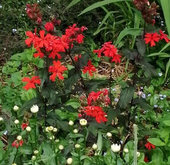 مبيت وإفطار Chambre E André Le Domaine Des Jardins De Bracquetuit