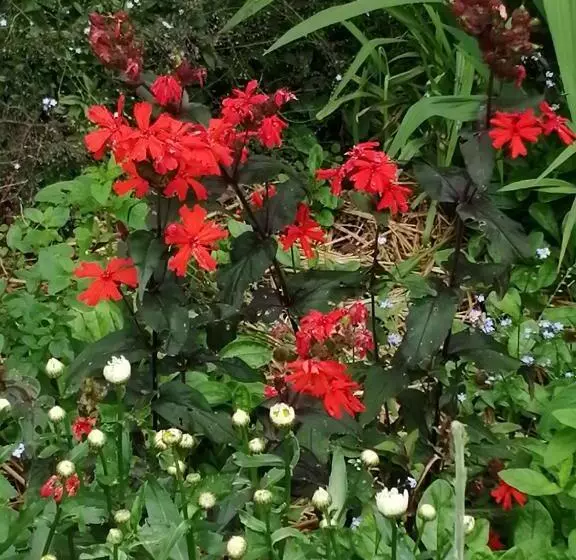 Aamiaismajoitus (B&B) Chambre E André Le Domaine Des Jardins De Bracquetuit