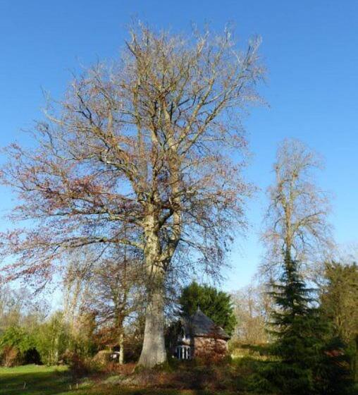 مبيت وإفطار Chambre E André Le Domaine Des Jardins De Bracquetuit