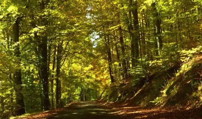 ベッドアンドブレックファースト Domaine Bleesz