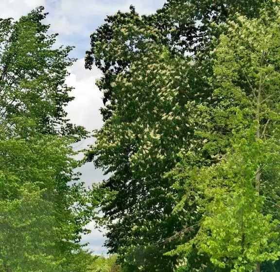 Majatalo Gästehaus Anglerklause