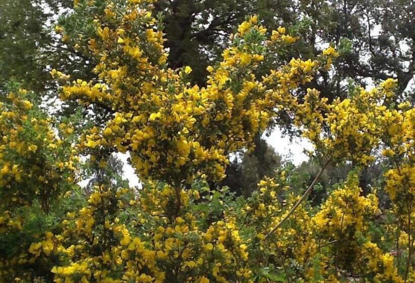 Pension Maison D Hôtes Abou Hachem