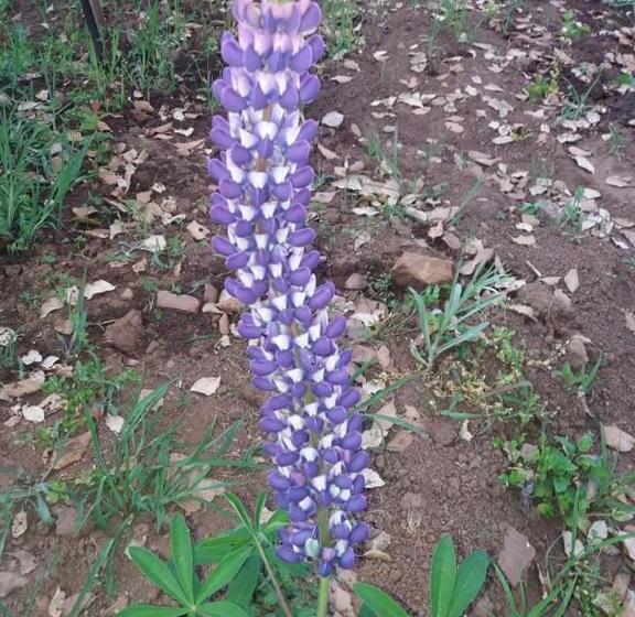 Pension Maison D Hôtes Abou Hachem