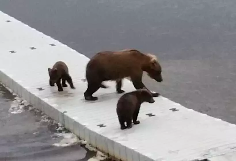 Hotelli Alaska S Gold Creek Lodge