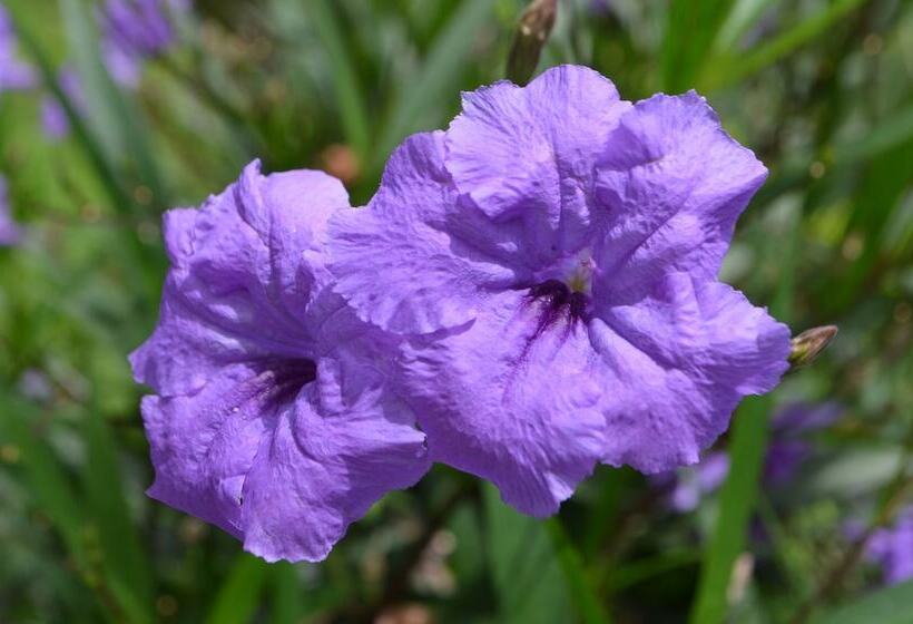 酒店 Yabá Chiguí Lodge