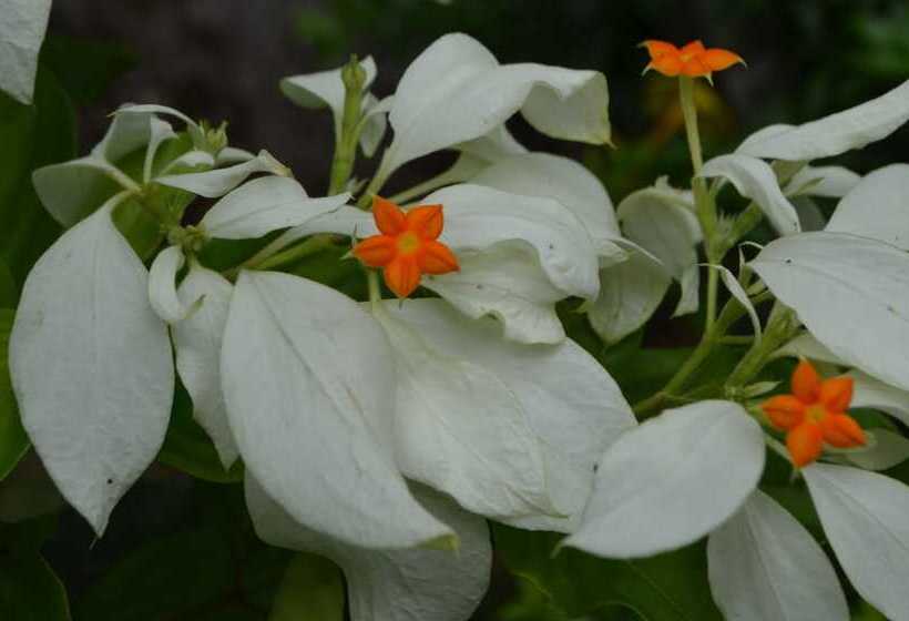 酒店 Yabá Chiguí Lodge