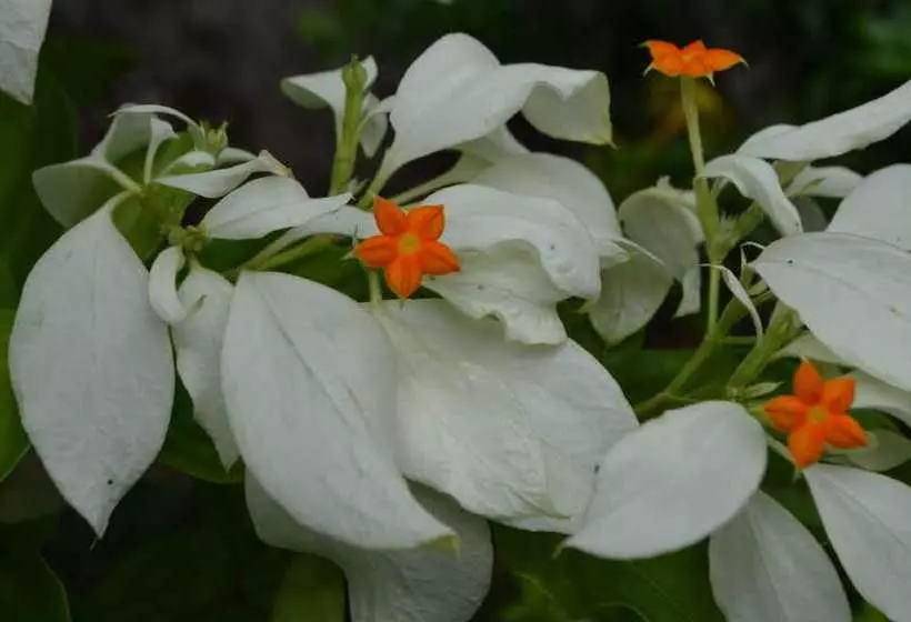 Hotelli Yabá Chiguí Lodge