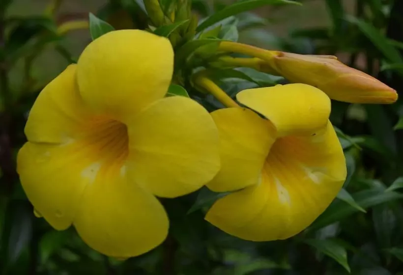 Hotelli Yabá Chiguí Lodge
