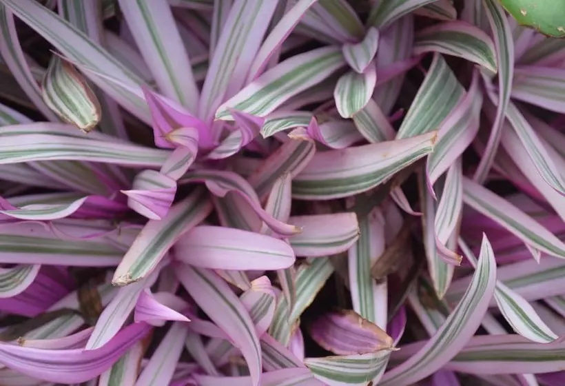 Hotelli Yabá Chiguí Lodge