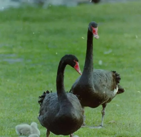 فندق Apollo Bay Guest House